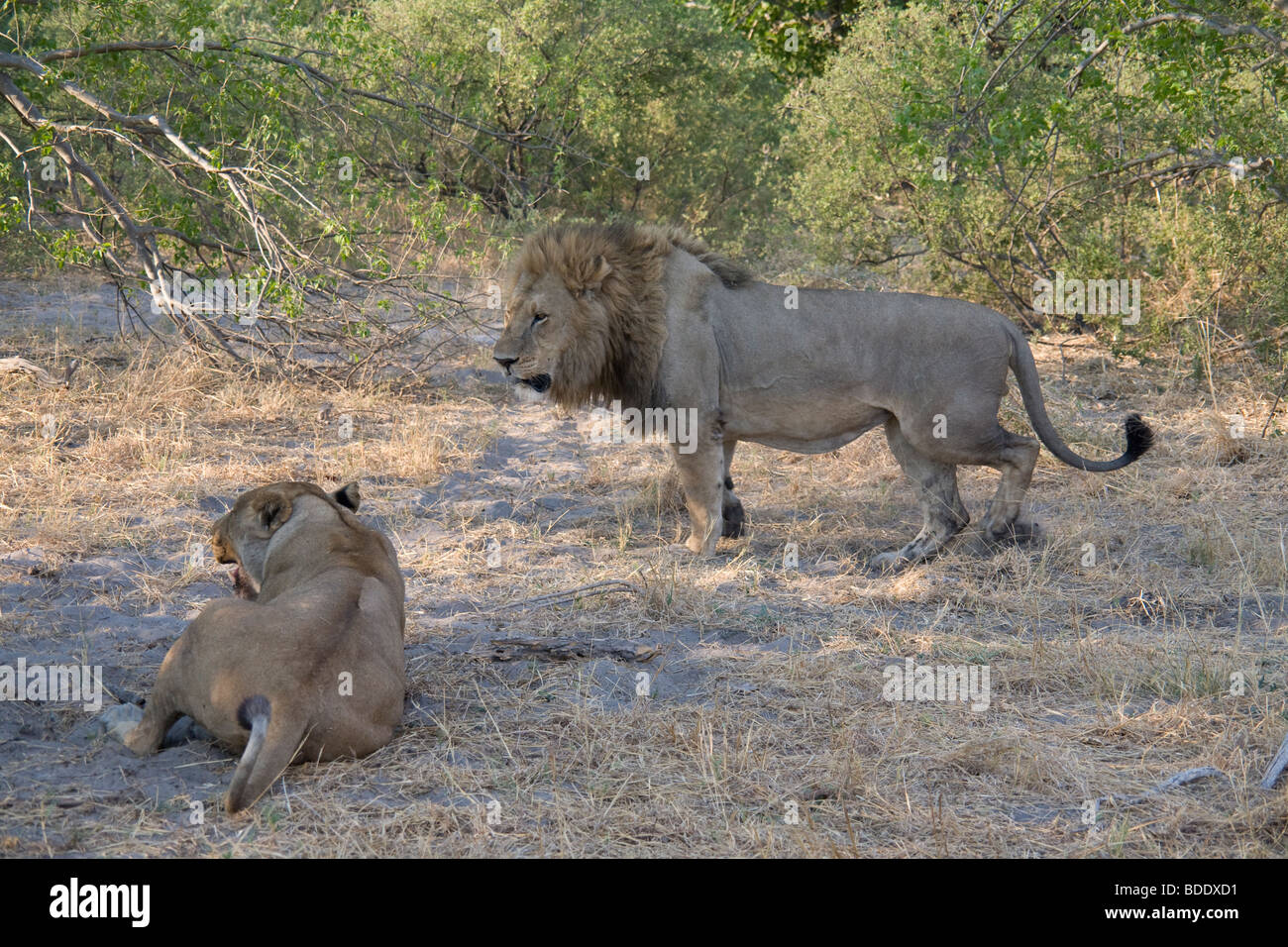 Il Botswana Okavango Delta Kwando- Linyanti River Riserva di accoppiamento Lions Foto Stock