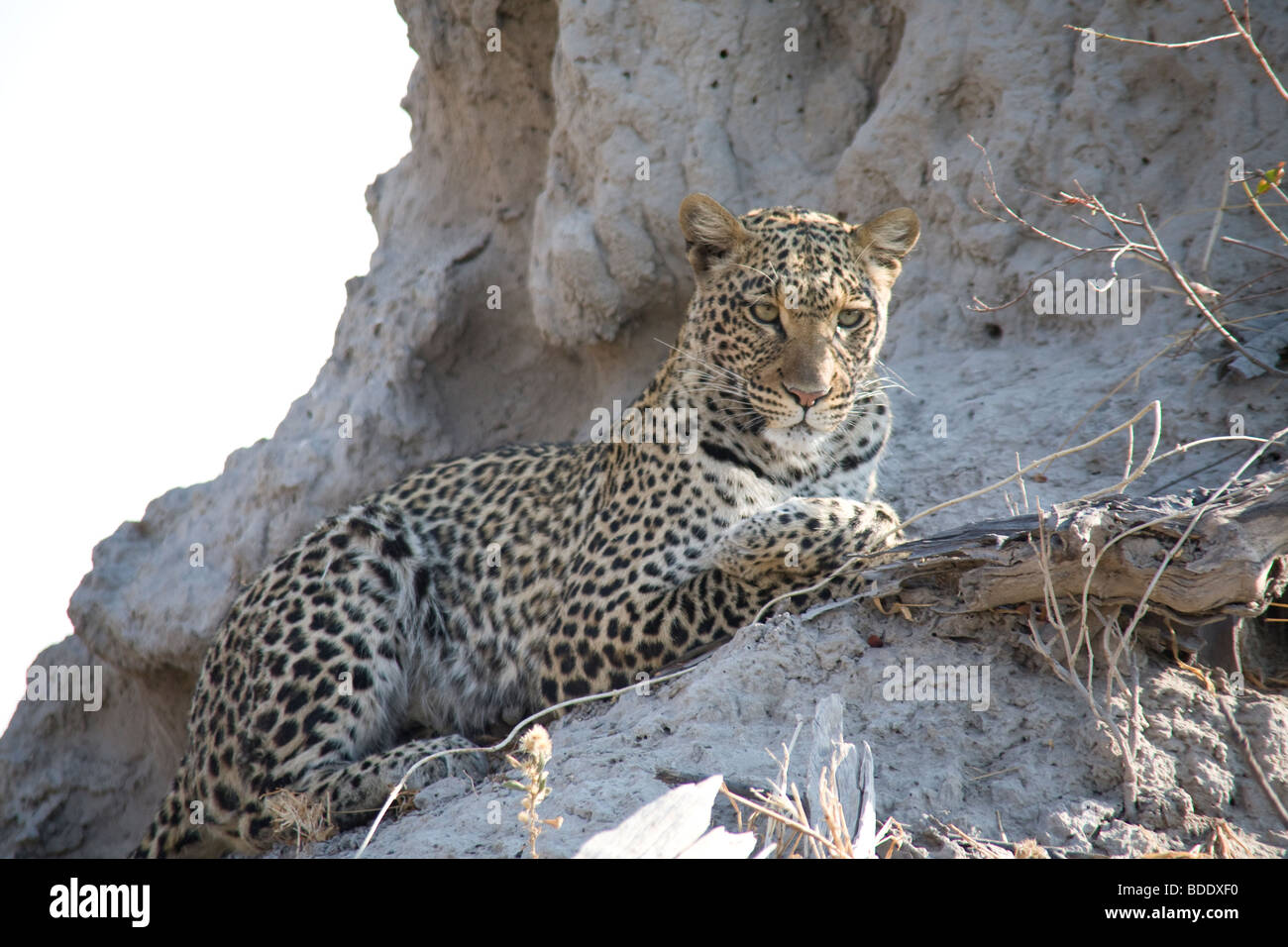 Il Botswana Okavango Delta Kwando, - Fiume Linyanti riserva. Leopard su una roccia Foto Stock