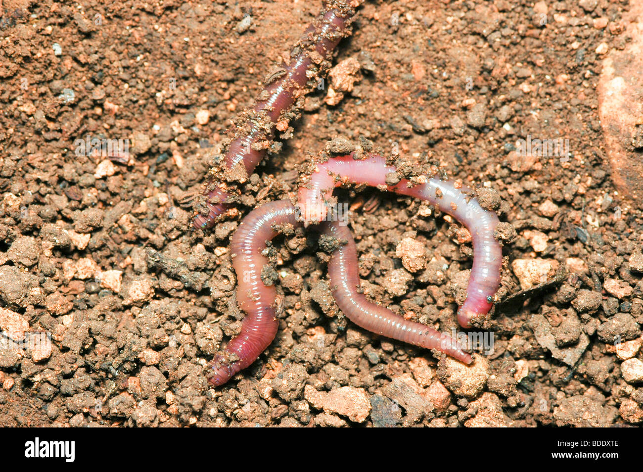 Lombrichi Foto Stock