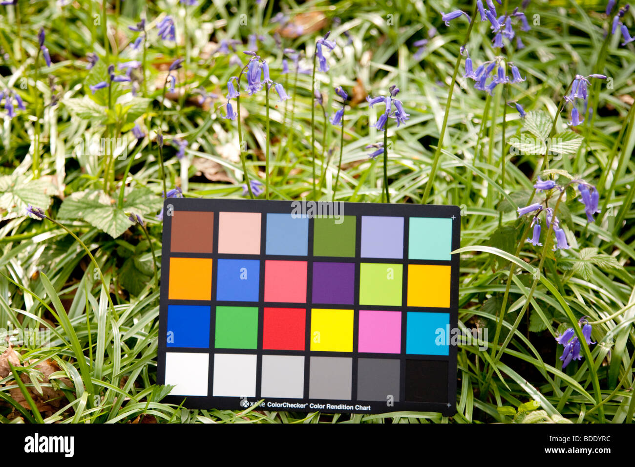 Color Checker in un Bluebell wood Foto Stock