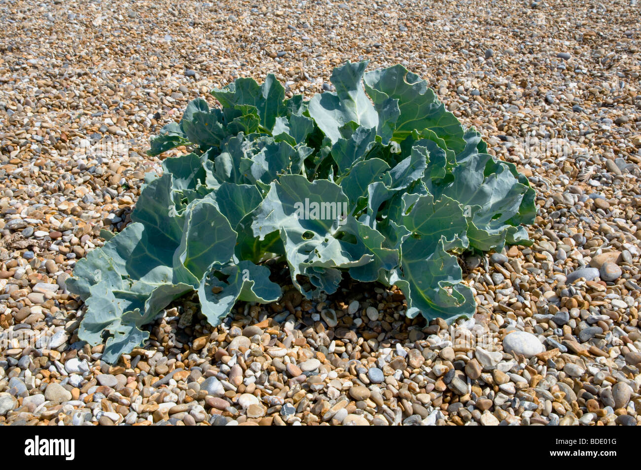 Mare Kale ( Crambe maritima ). In crescita sulla spiaggia di ciottoli a Aldeburgh, Suffolk, Inghilterra. Foto Stock