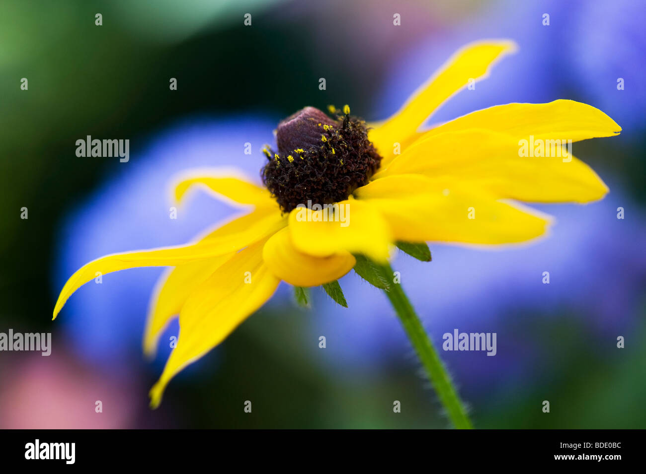 Rudbeckia fulgida Goldsturm fiore contro sfondo blu in un giardino Foto Stock