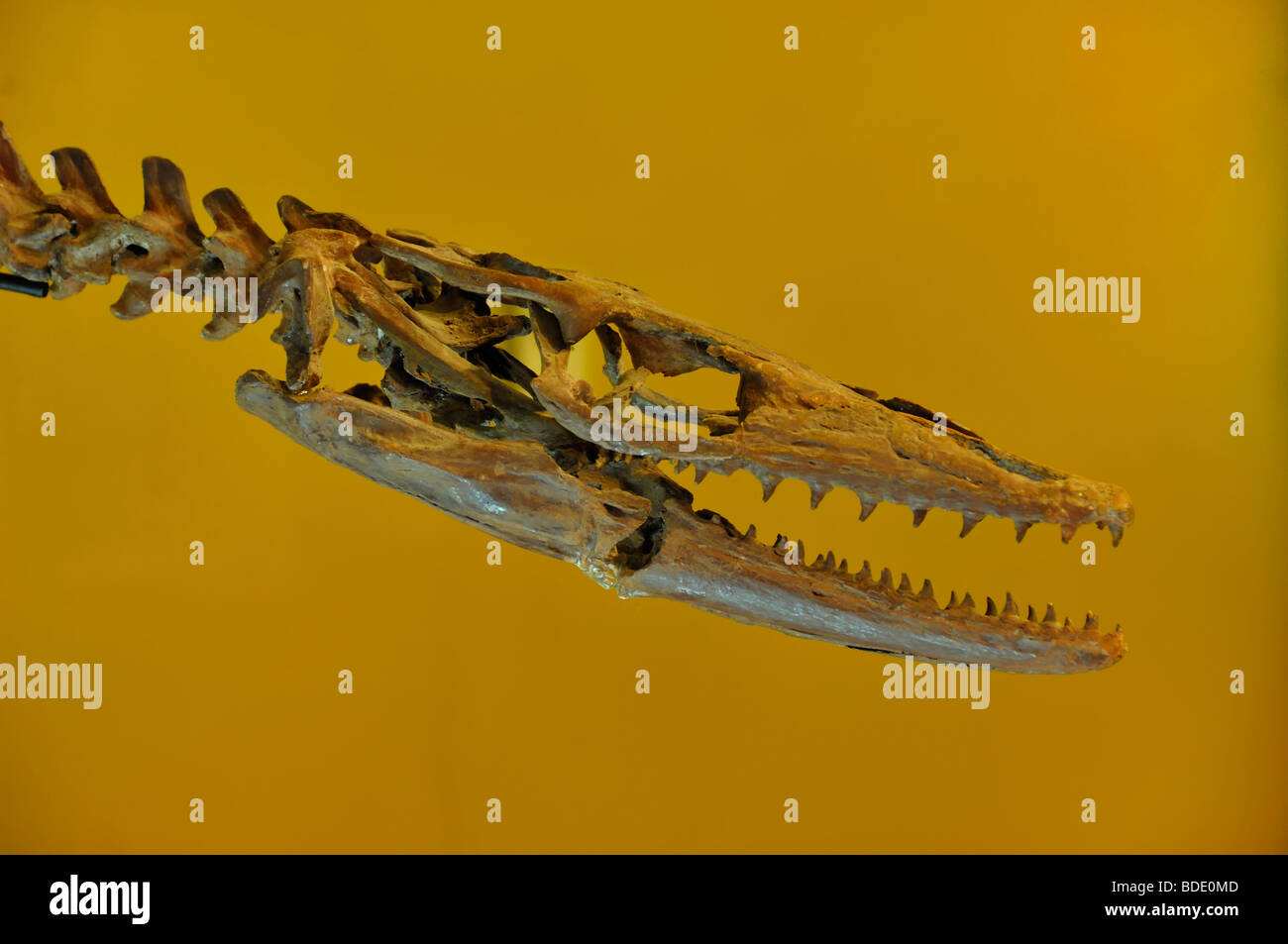 Halisaurus ('Ocean Lizard') è un genere estinto di marine lizard, in Wyoming Dinosaur Center a Thermopolis. Foto Stock