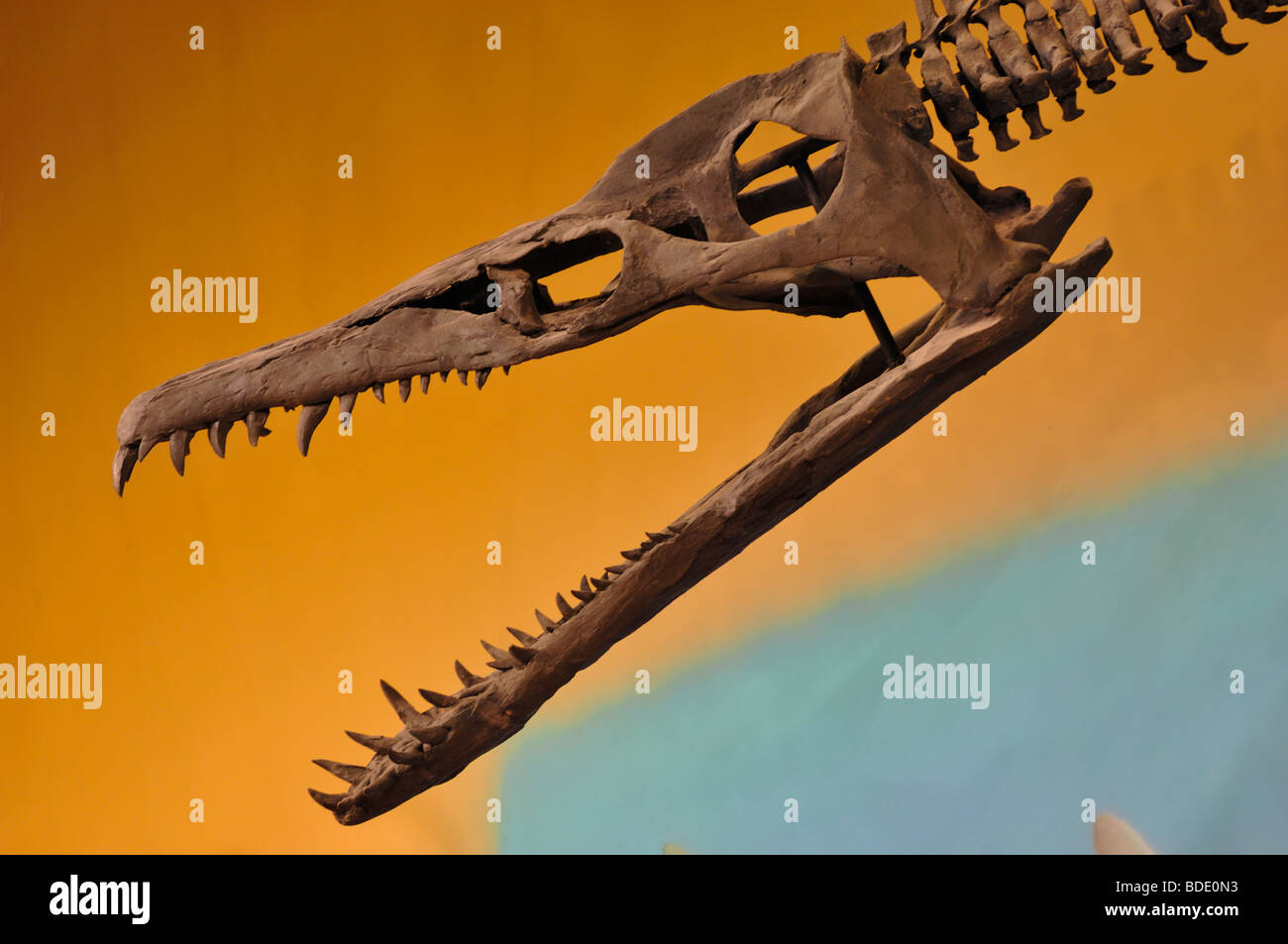 Ichthyosaurs gigante erano rettili marini, questo scheletro è in Wyoming Dinosaur Center, Thermopolis, STATI UNITI D'AMERICA Foto Stock