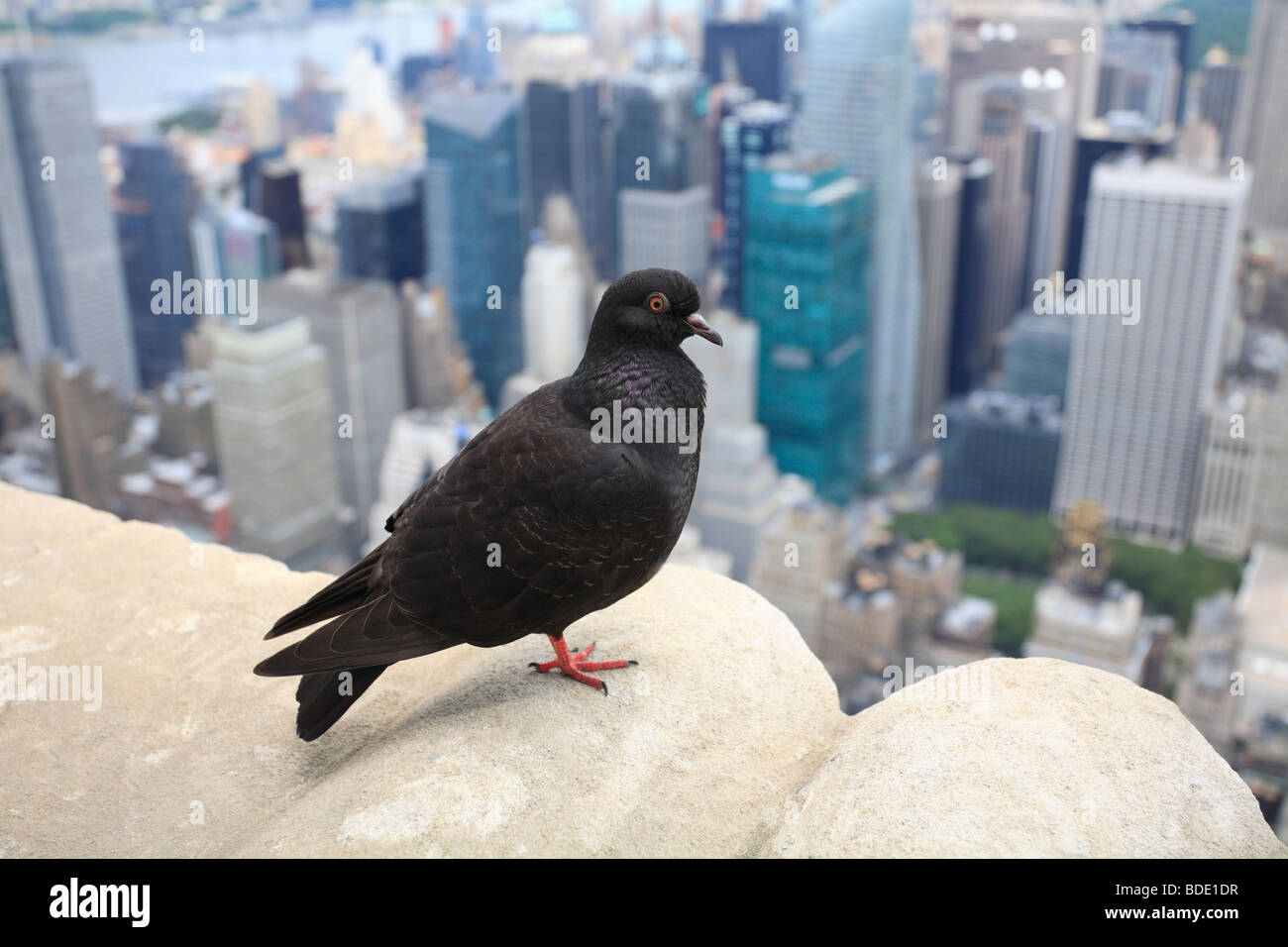 Pigeon guardando verso il basso sulla New York dall'Empire State building. Foto Stock