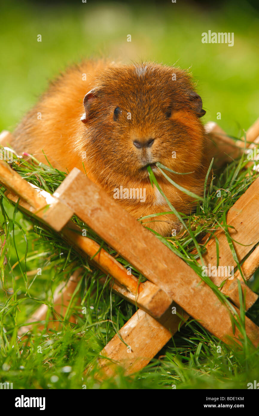 Guinea Pig Foto Stock