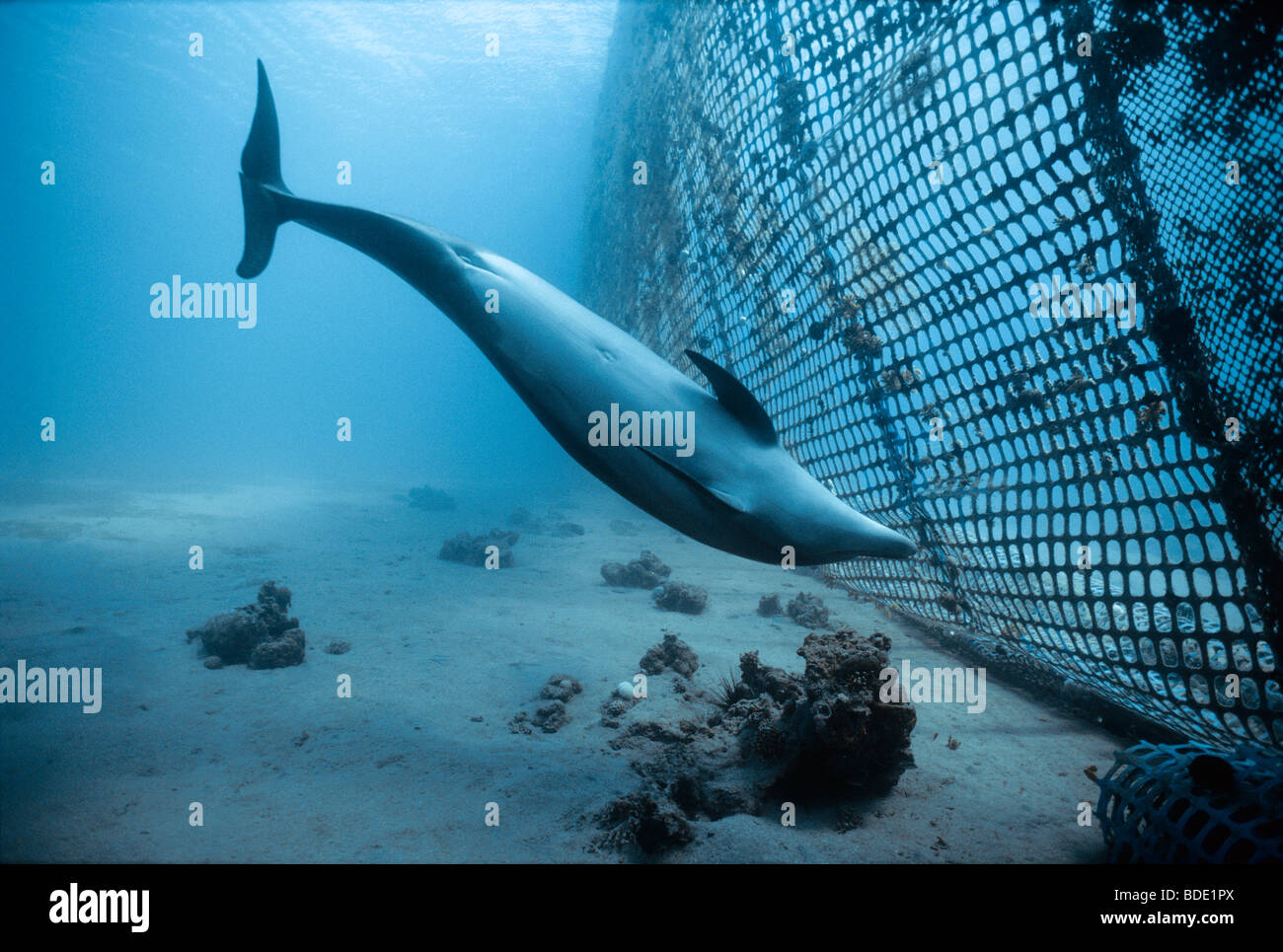 Il tursiope o delfino maggiore ispeziona net (Tursiops truncatus) nuoto, Dolphin Reef, Eilat, Israele - Mare Rosso. Foto Stock