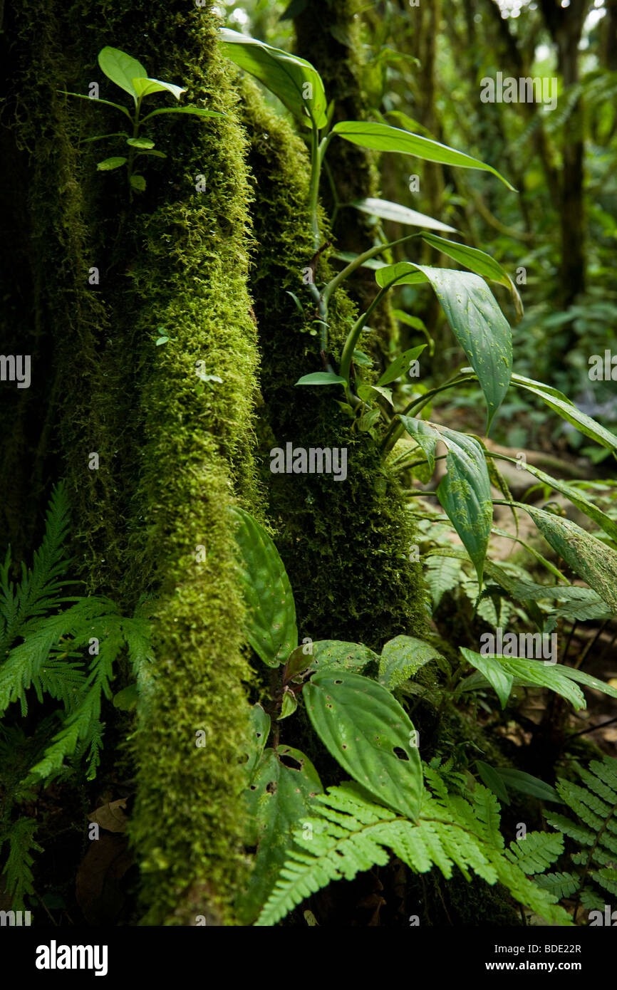 Il muschio, licheni e felci crescente sul tronco di un albero nel primario nube foresta Tenorio Il Parco Nazionale del Vulcano, Costa Rica. Foto Stock