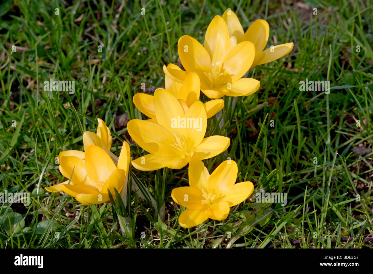 Il croco giallo (Crocus flavus) fiori crescono in erba, England, Regno  Unito Foto stock - Alamy