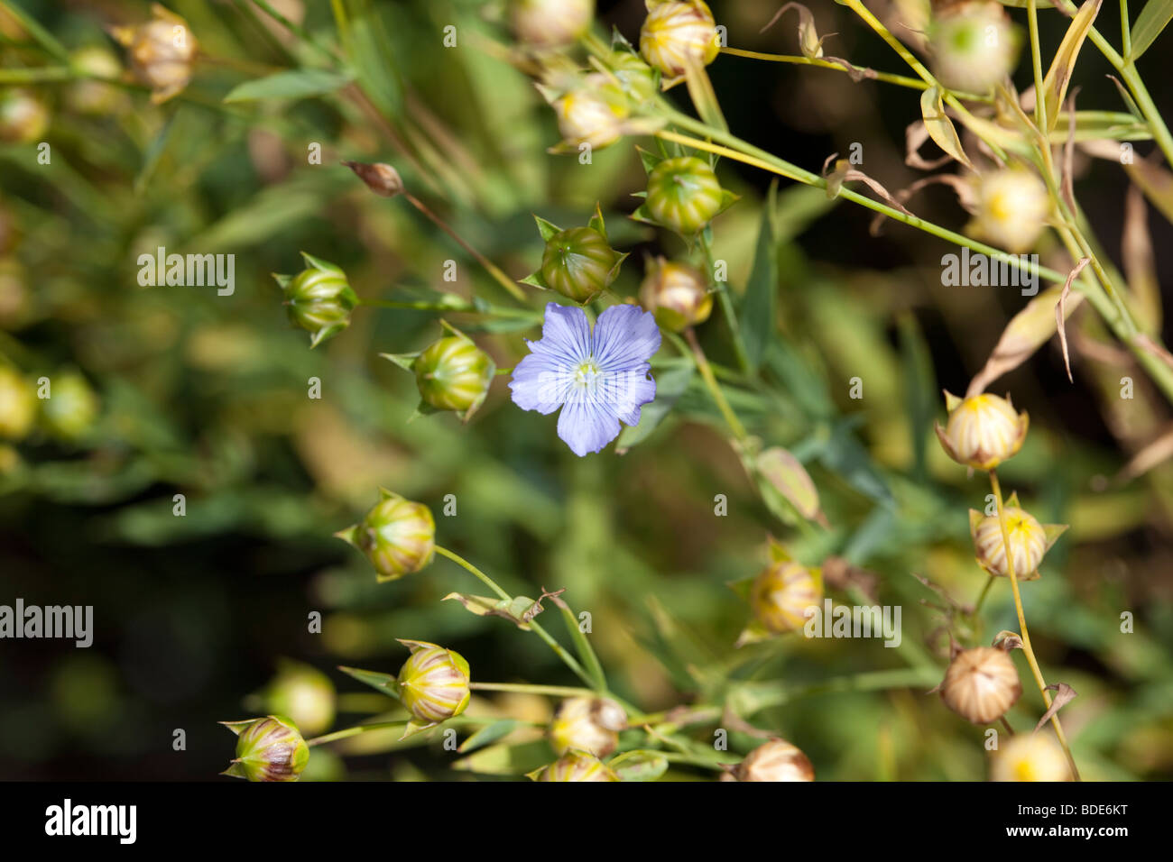 Comune di lino, Spånadslin (Linum usitatissimum) Foto Stock