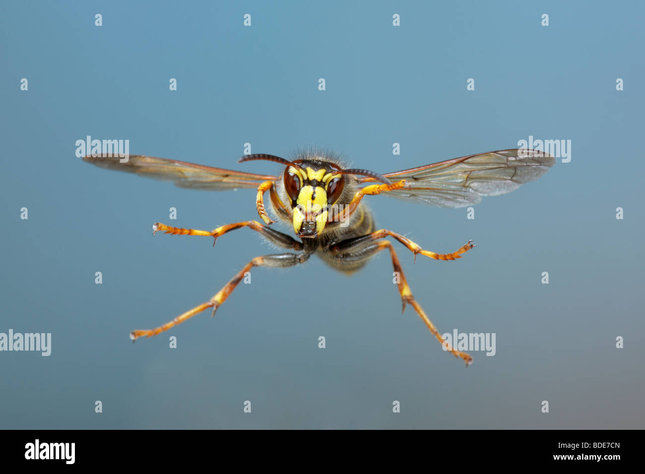 Wasp mediano Dolichovespula media in volo Foto Stock