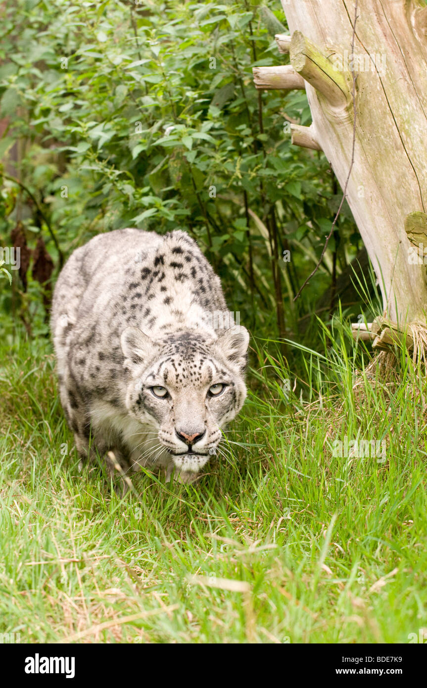 Snow Leopard in cattività a Santago leopard Rare Breeding Center in Inghilterra. Foto Stock