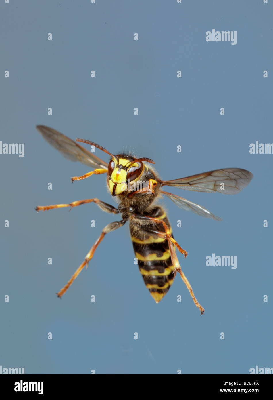 Wasp mediano Dolichovespula media in volo Foto Stock
