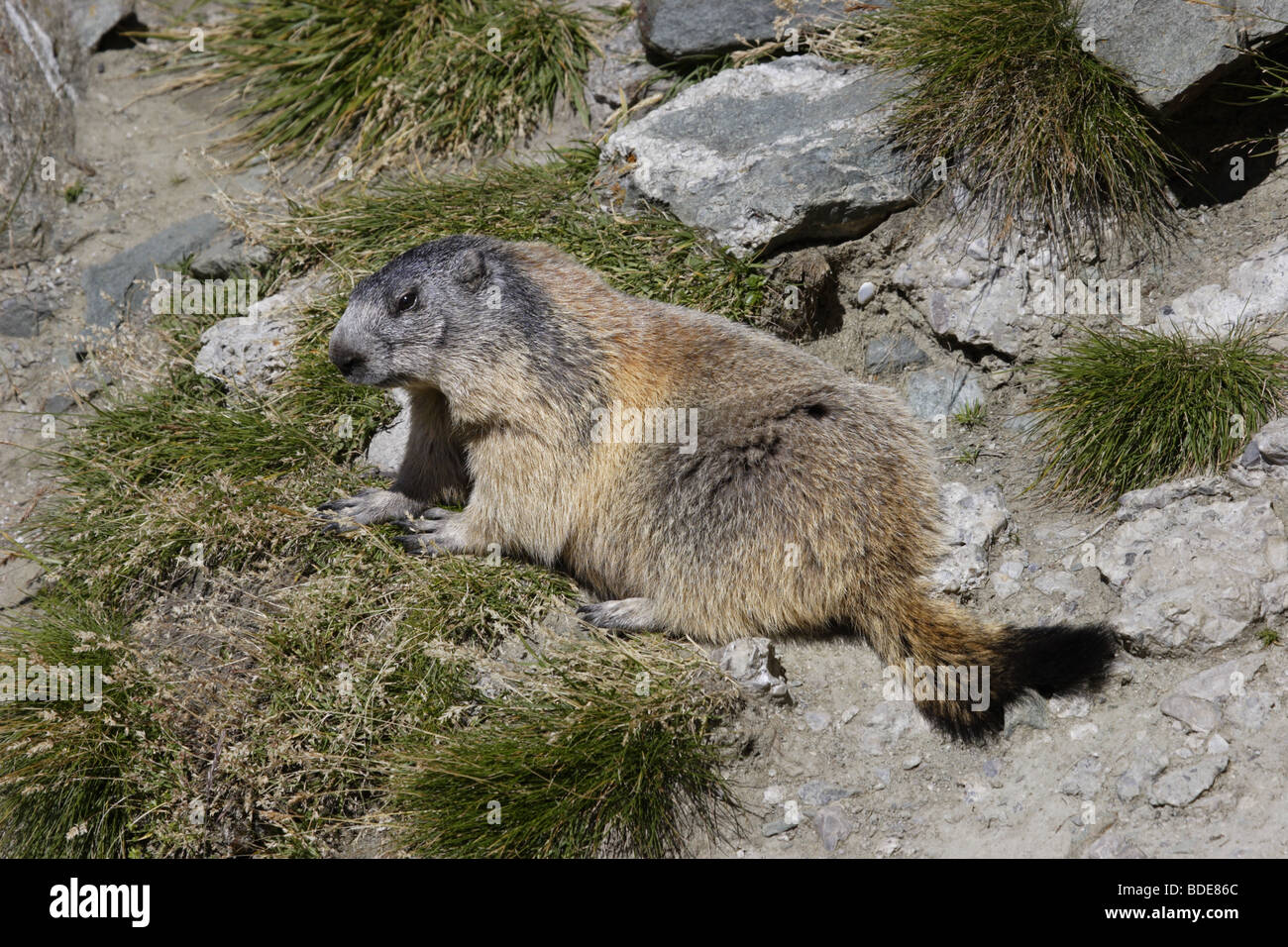 Alpenmurmeltier (marmotte marmota) marmotta alpina Foto Stock