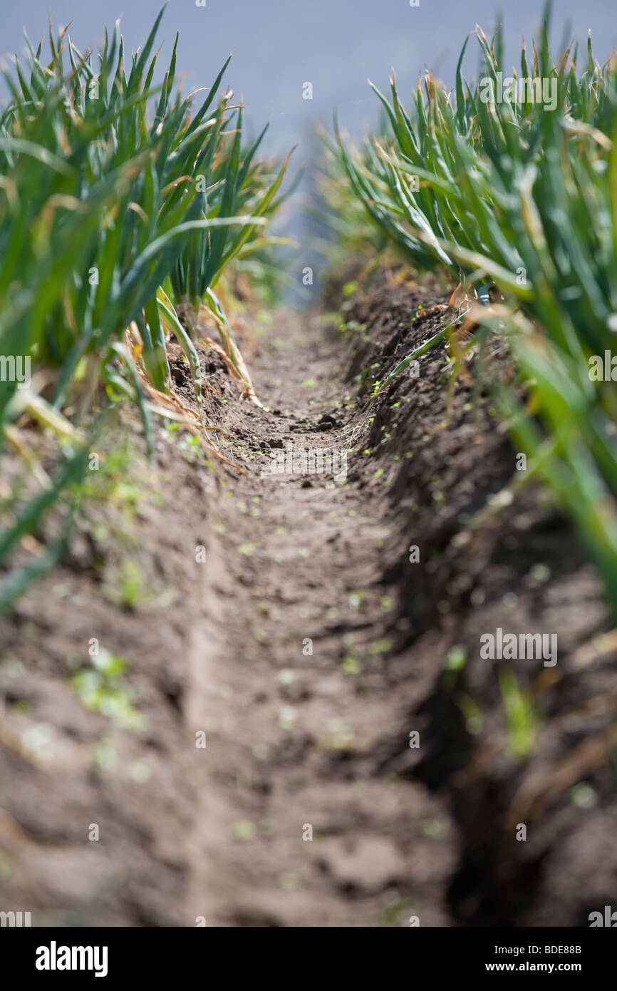 Campo di cipolla, Cemoro Lawang, Java, Indonesia Foto Stock