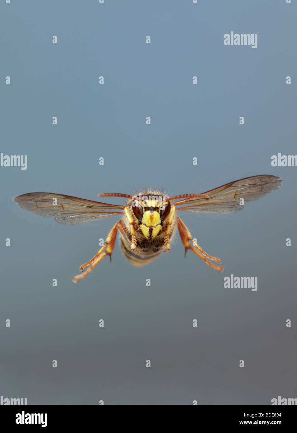 Wasp mediano Dolichovespula media in volo Foto Stock