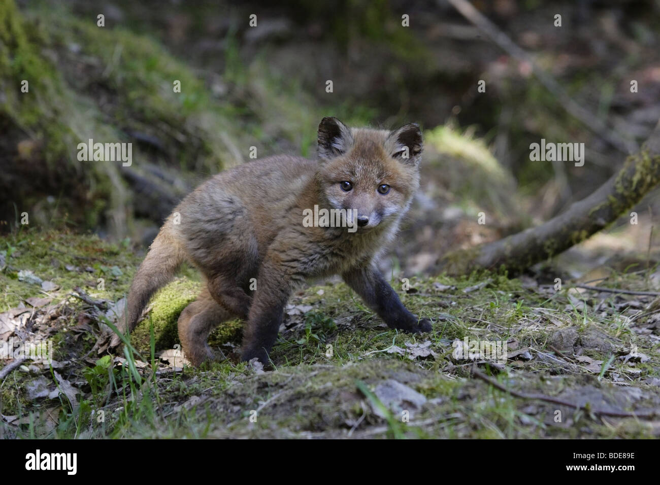 Europäischer Rotfuchs (Vulpes vulpes vulpes) Red Fox Foto Stock