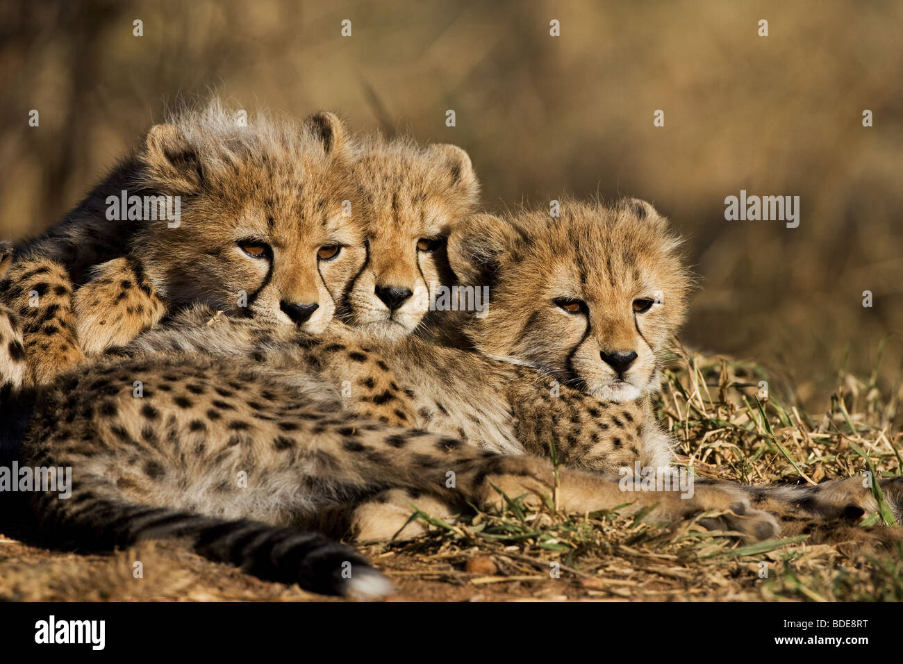 Cheetah cubs Kruger National Park, Sud Africa. Foto Stock