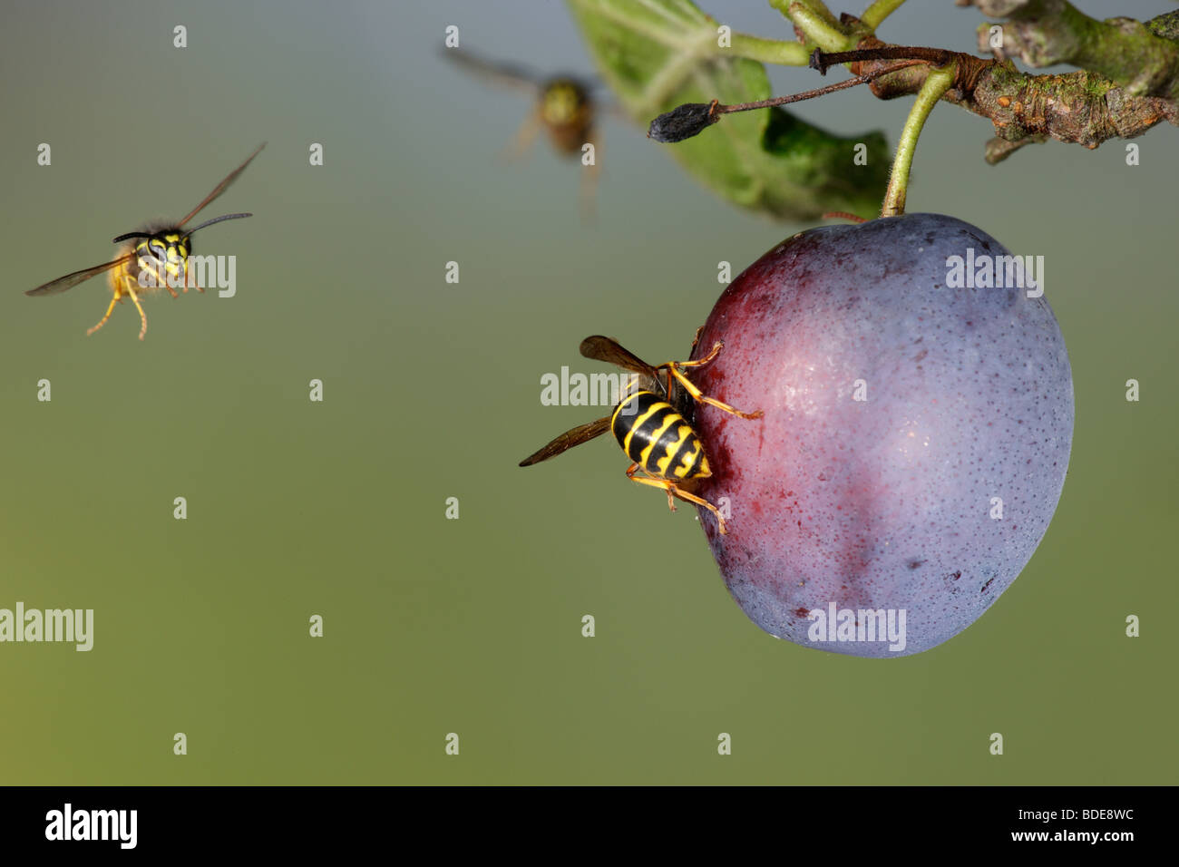 DOLICHOVESPULA MEDIA e vespe comune Vespula vulgaris in volo Foto Stock