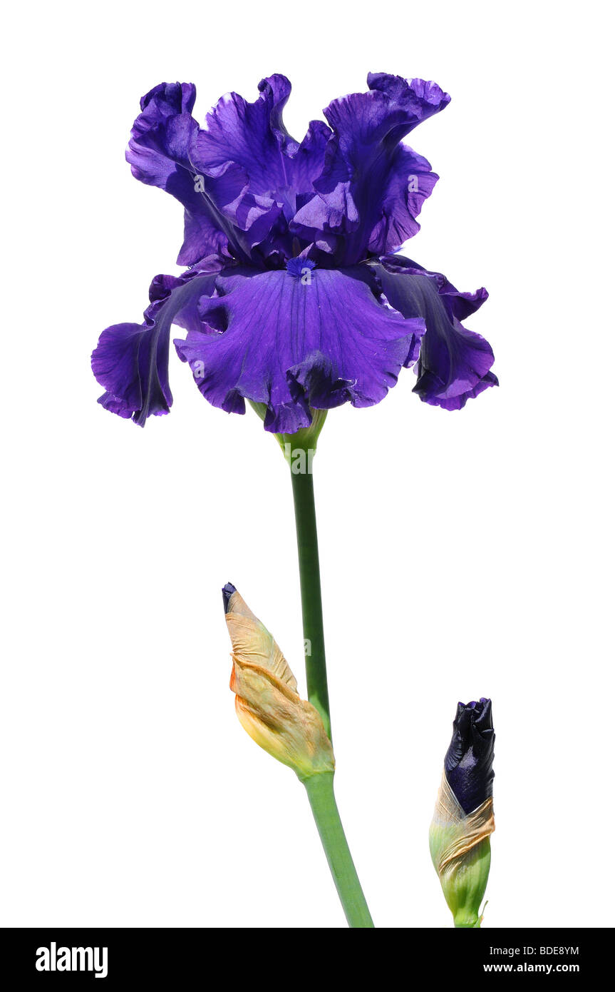 Iris Viola fiori e boccioli isolate su sfondo bianco Foto Stock Iris Viola fiori e boccioli isolate su sfondo bianco Foto Stock