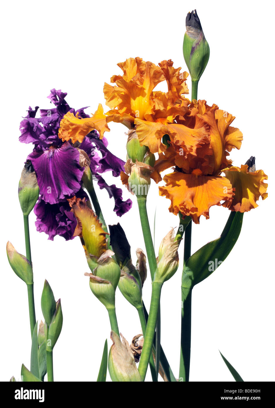 Viola e arancione iride fiori isolati su sfondo bianco Foto Stock