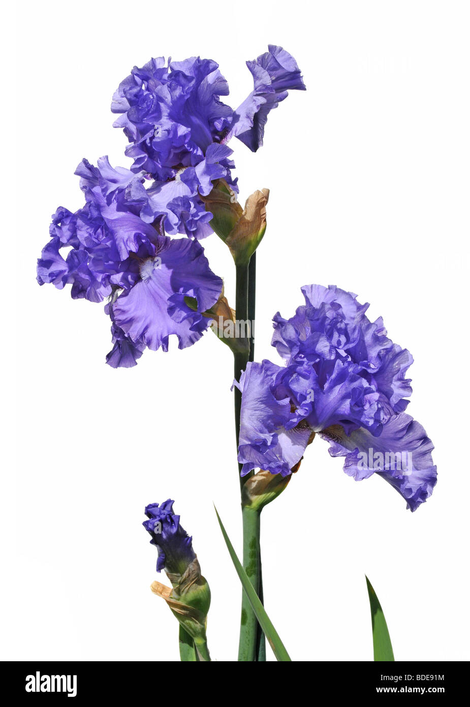 Viola iride fiori isolati su sfondo bianco Foto Stock