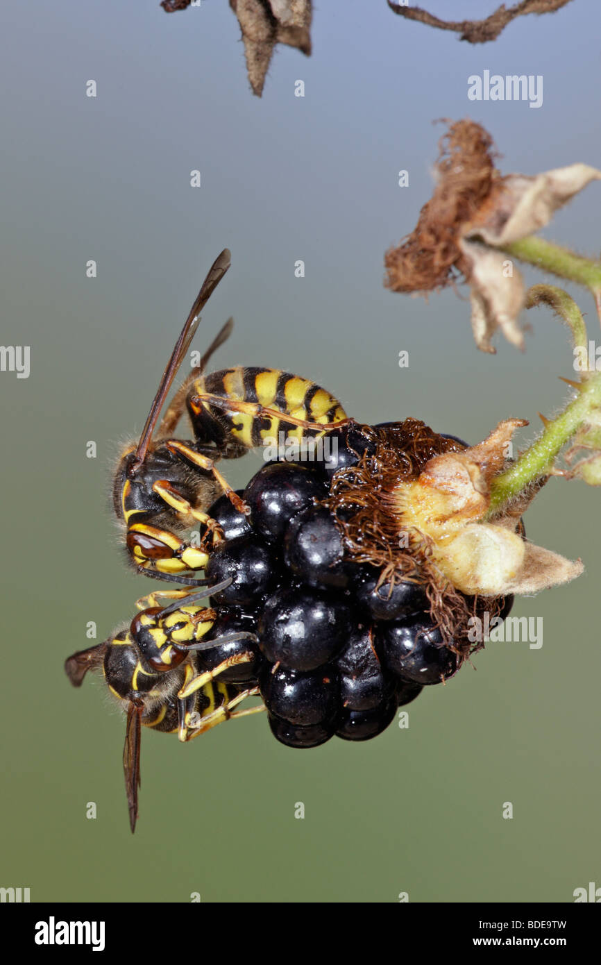 DOLICHOVESPULA MEDIA e vespe comune Vespula vulgaris in volo Foto Stock