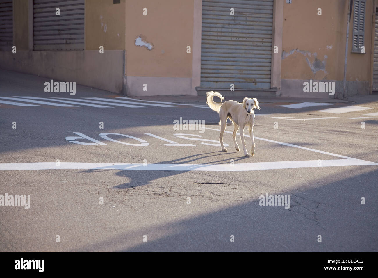 Il Saluki cane 'Mirzai' pone al centro del villaggio crocevia in Piazza della Vittoria in Armeno Domenica mattina presto... Foto Stock