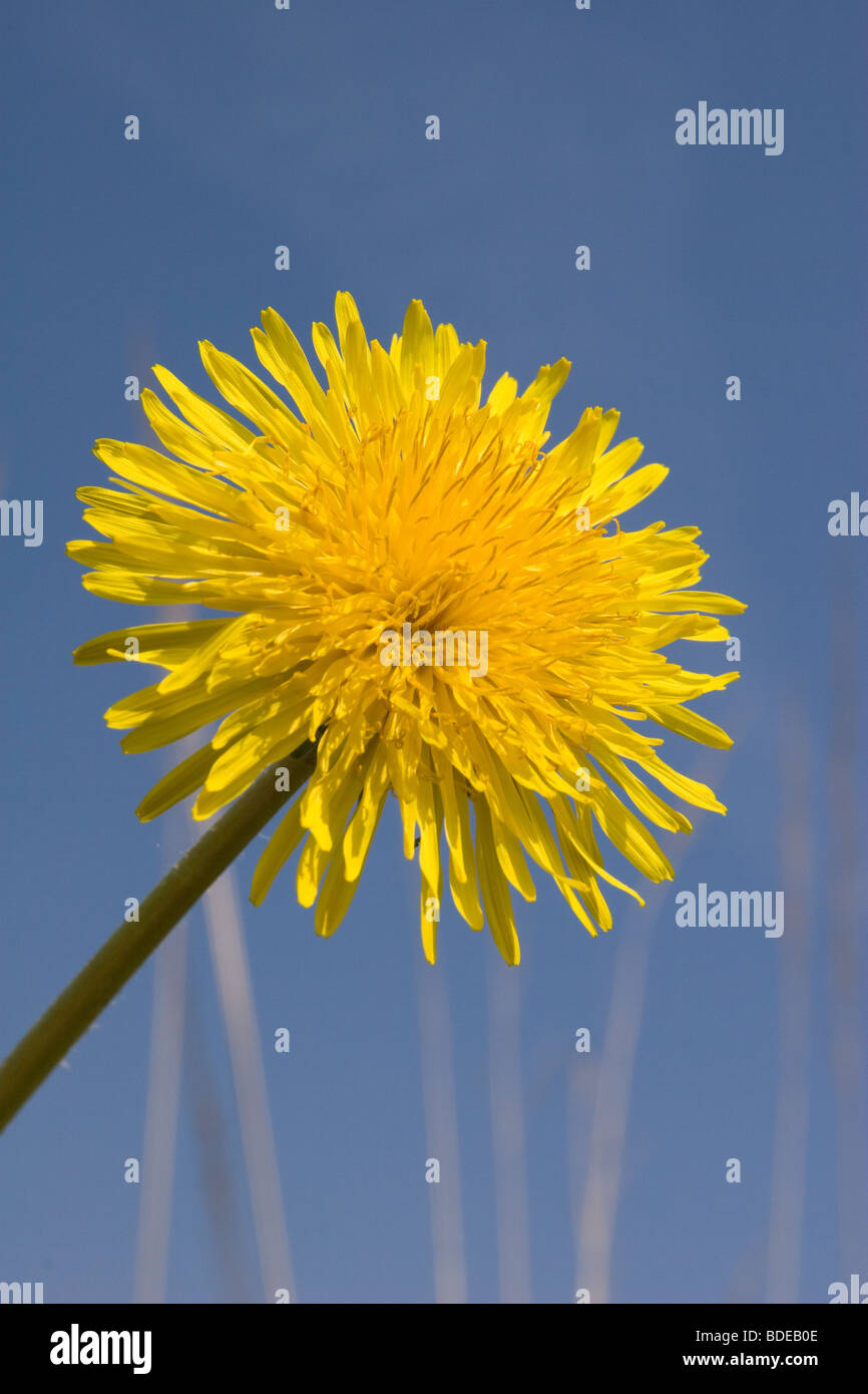 Taraxacum officinale, comunemente chiamato tarassaco, è una pianta erbacea perenne pianta della famiglia Asteraceae (Compositae). Foto Stock