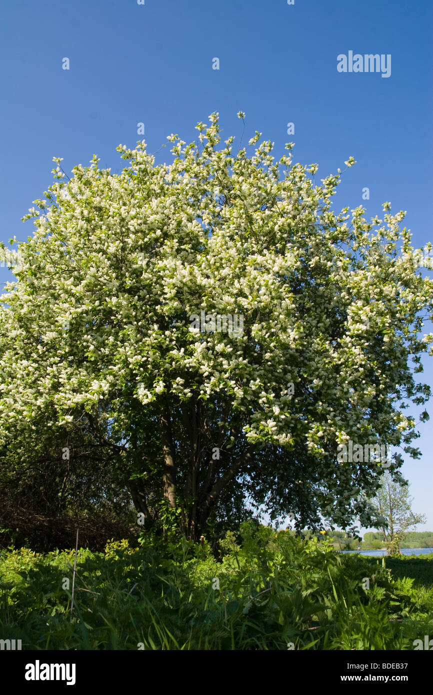 L'Uccello Ciliegio (Prunus padus L., syn. Cerasus padus Delarbre, Prunus racemosa Lam.) è una specie di ciliegia. Foto Stock
