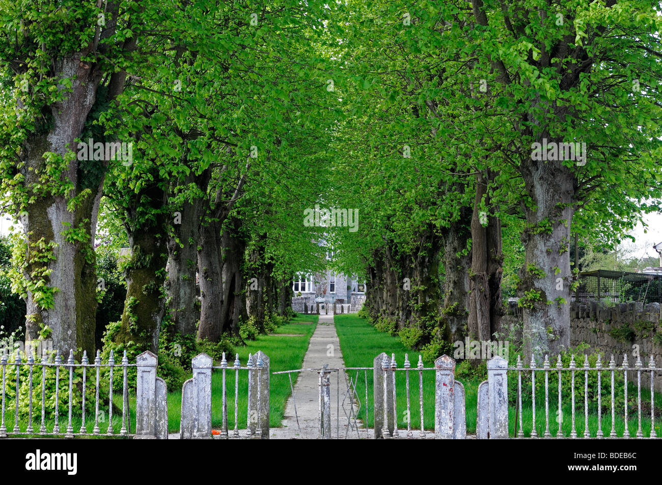 Sentiero portano diretta leader direttamente attraverso il viale dei Tigli castledermot County Kildare Irlanda Foto Stock