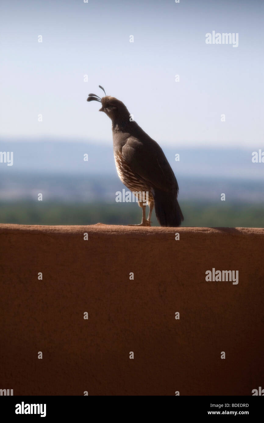 Corrales, NM, Giugno 2009. Foto Stock