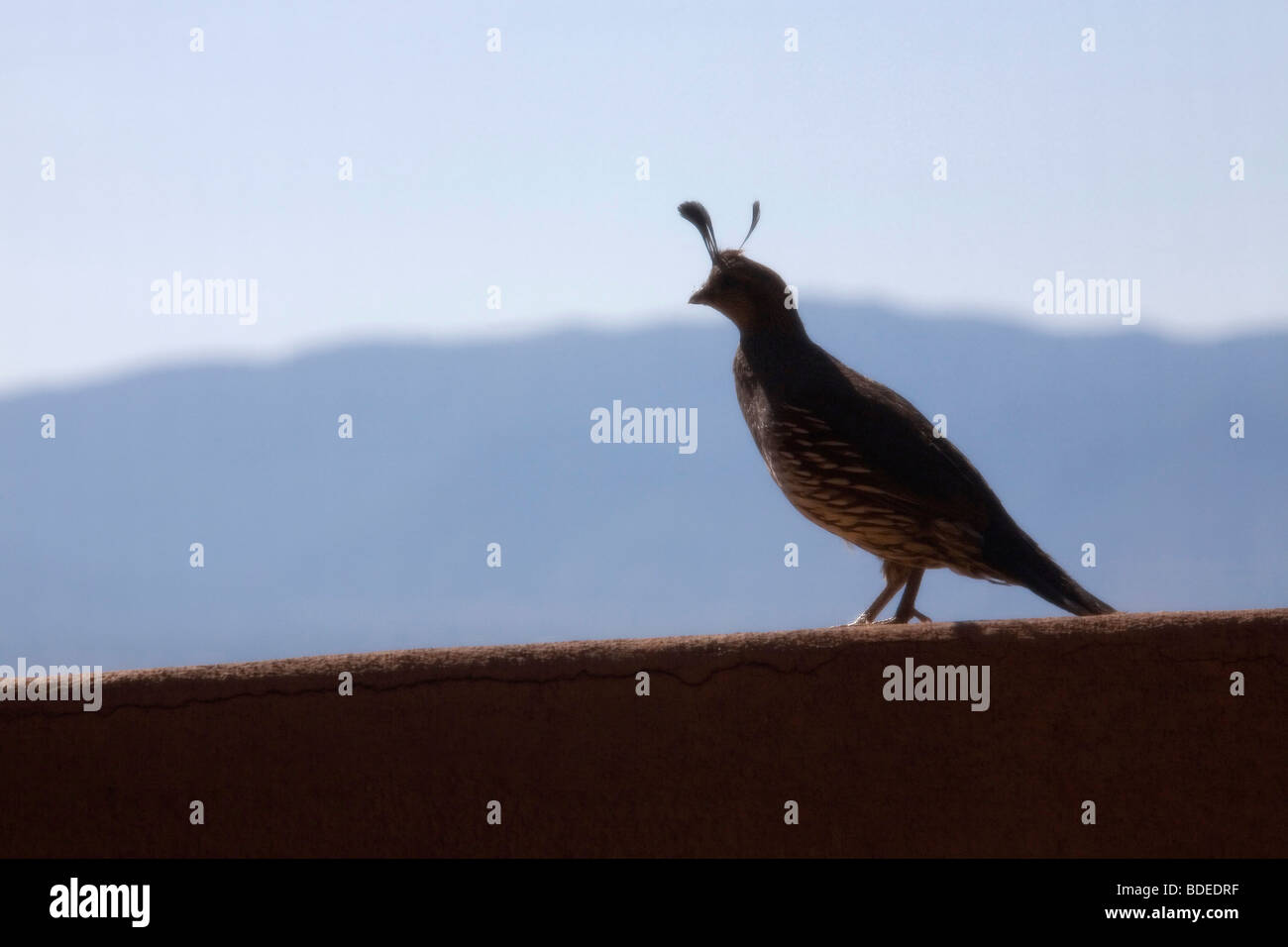 La Gambrel Quaglia, Corrales, NM, Giugno 2009. Foto Stock