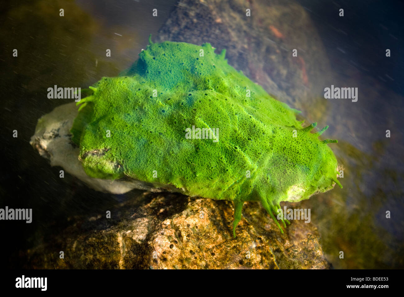 Una spugna di acqua dolce (Spongilla lacustris) nel fiume Allier (Francia). Éponge d'Eau Douce dans la rivière Allier (Francia). Foto Stock