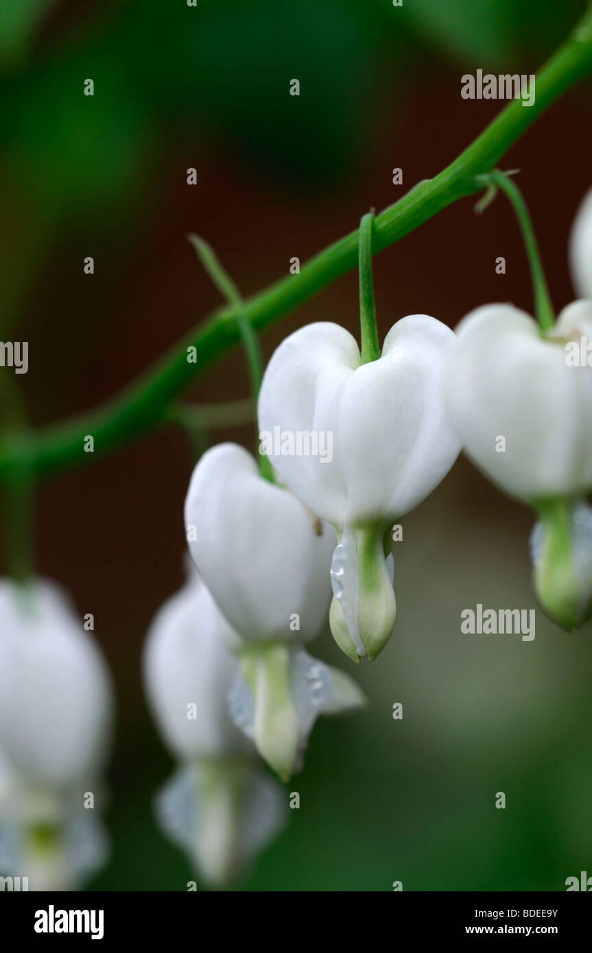 Lamprocapnos bianco Cuore di spurgo Dicentra spectabilis Alba a fioritura primaverile di bosco ombra forma di cuore fiori a forma di fiore Foto Stock