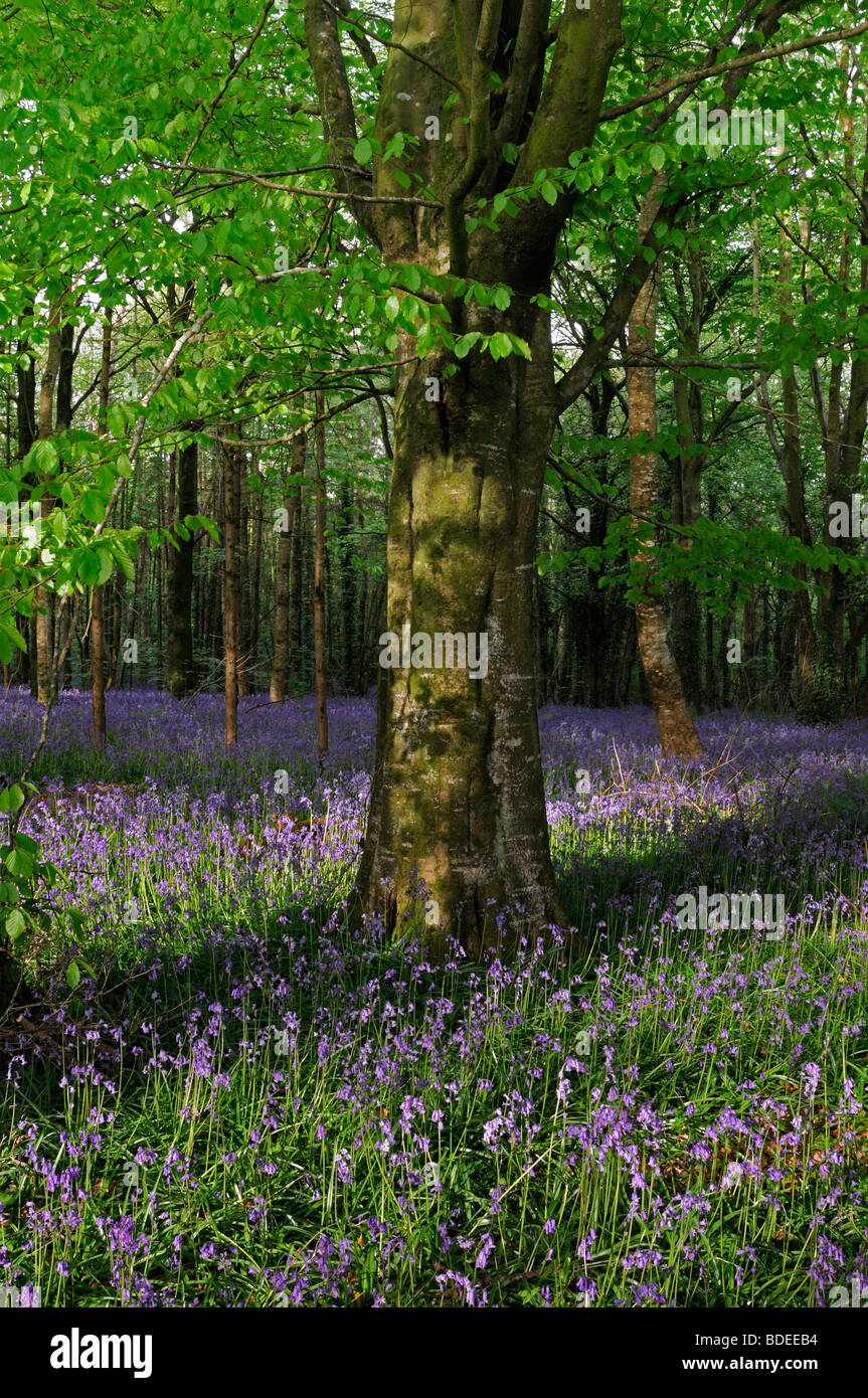 Tappeto di bluebells in legno Jenkinstown Contea di Kilkenny Irlanda Foto Stock