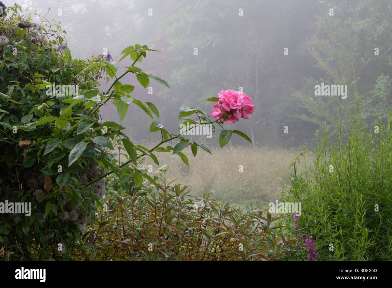 Rosa nel giardino misty Sussex England Regno Unito Foto Stock