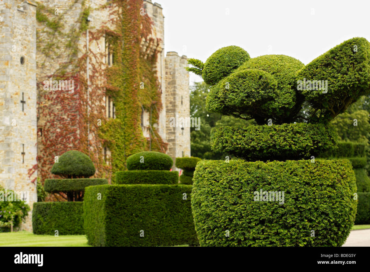 Topiaria da bird presso il castello di Hever, Nr Edendridge, Kent England Regno Unito Foto Stock