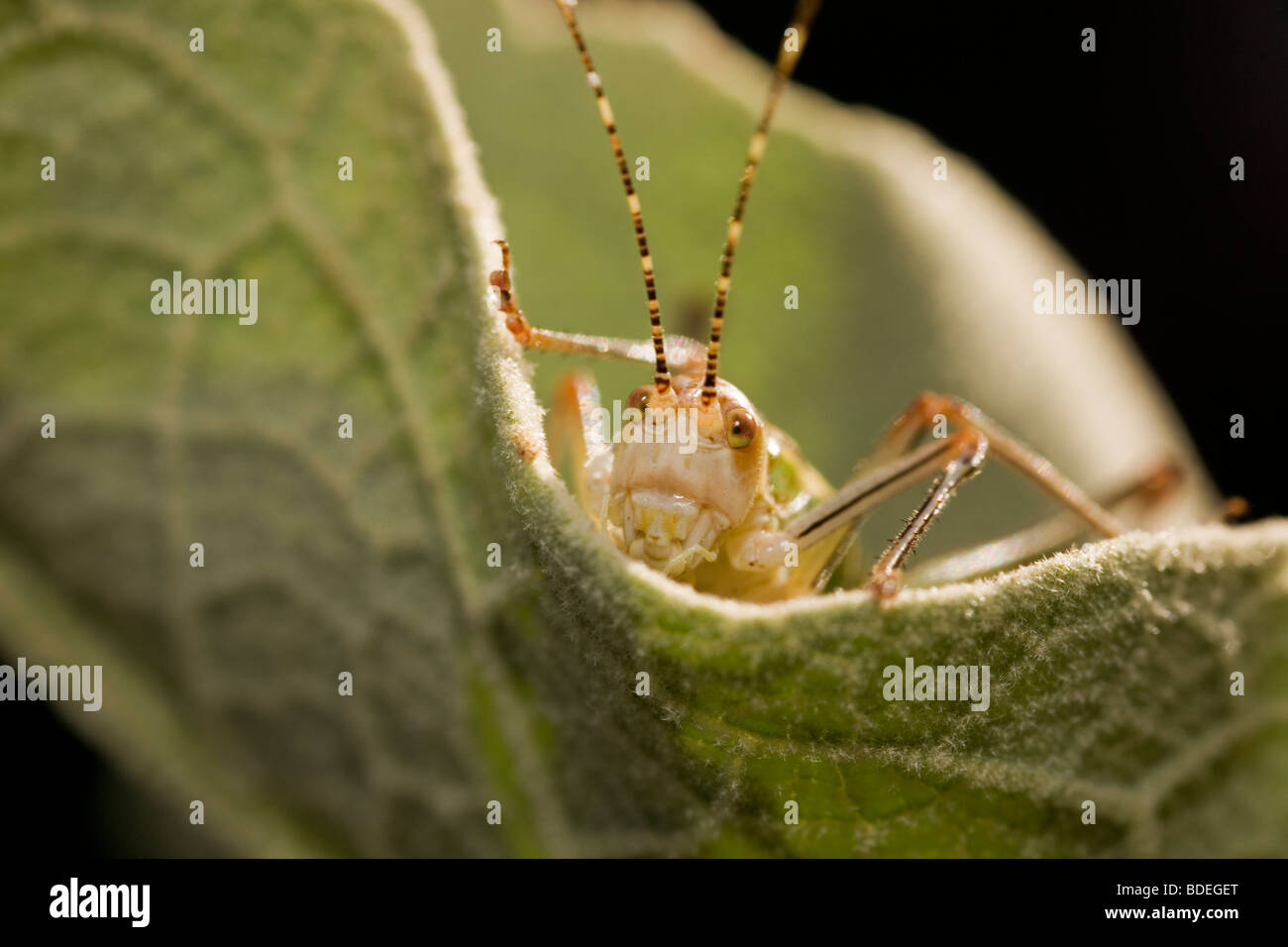 Ritratto di una bussola cricket nel Peloponneso della Grecia Foto Stock