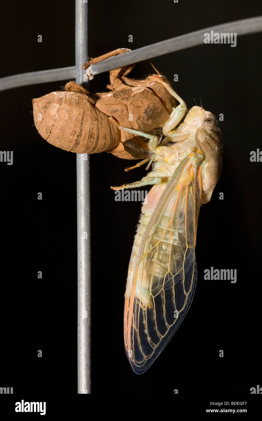 Adulto Cicala orni avendo appena moulted lasciando il suo guscio nymphal. Foto Stock