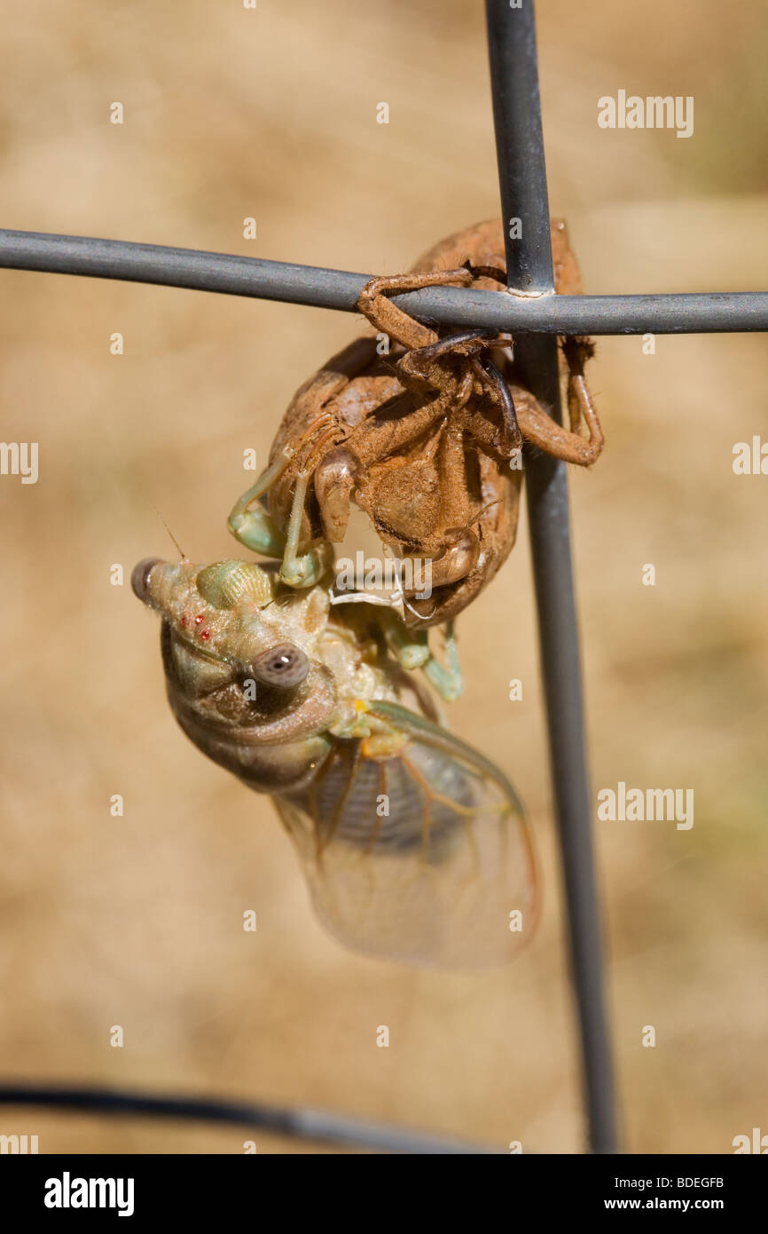 Adulto Cicala orni, avendo appena emerse dalla sua pelle nymphal Foto Stock