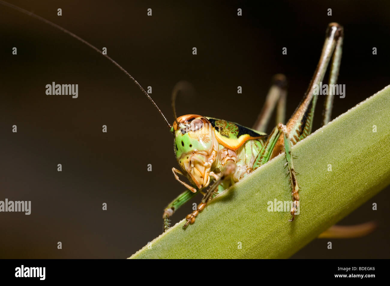 Roesel's Bush Cricket, Metrioptera roeselii Foto Stock