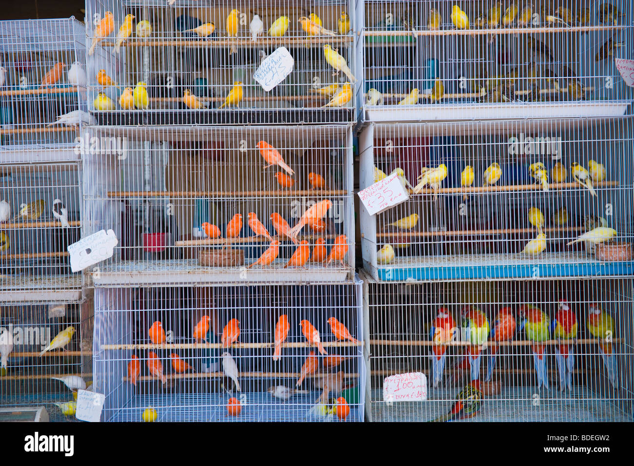 Uccelli da gabbia in vendita presso il festival annuale del mercato a San Gerasimos Monastery sul Mediterraneo greca isola di Cefalonia in Grecia Foto Stock