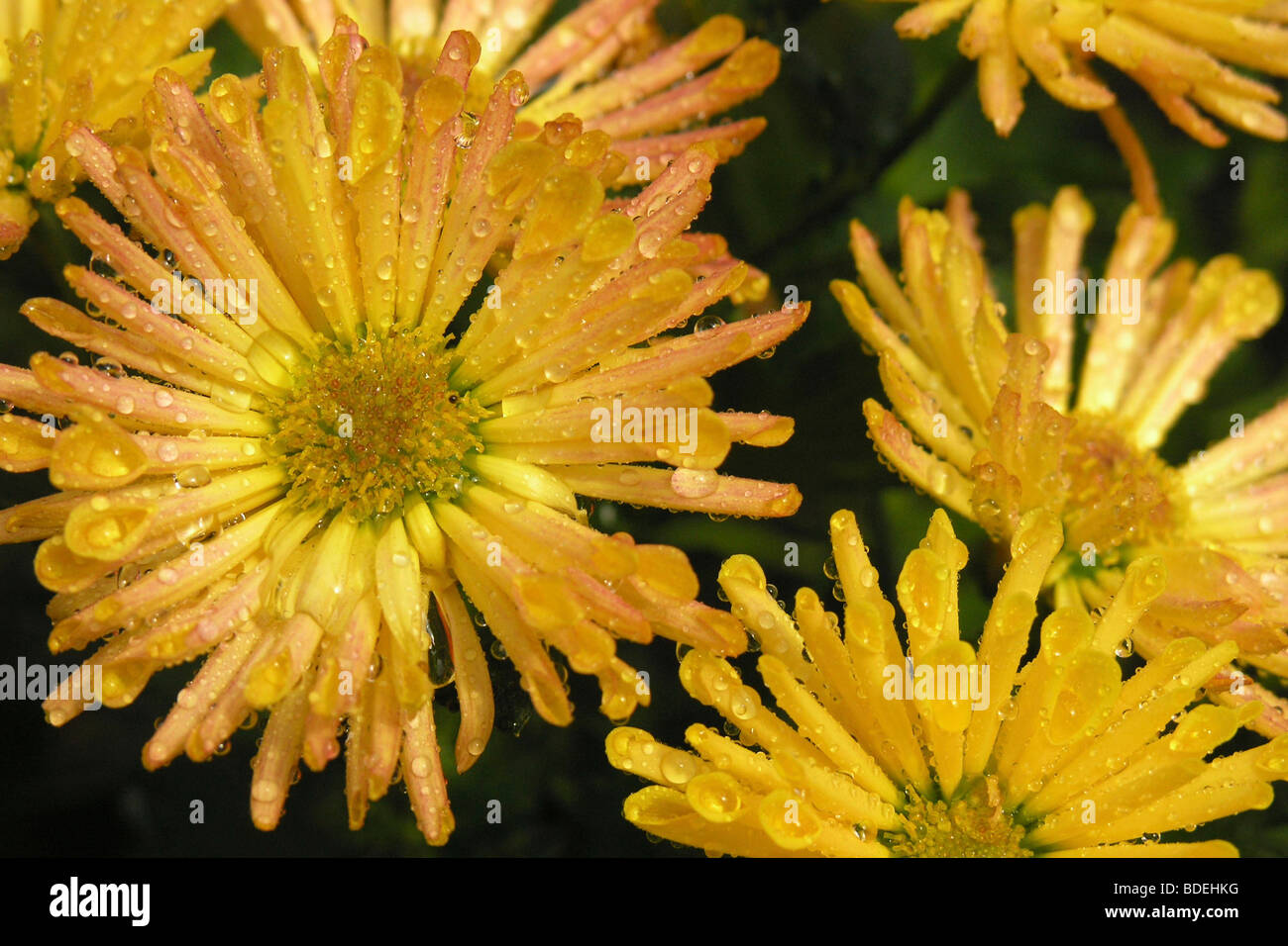 Goccioline sul Crisantemo (crisantemo hybr). Foto Stock