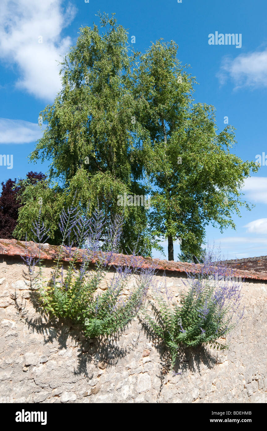 Aromatiche piante perenni crescente sul muro del giardino - Indre et Loire, Francia. Foto Stock