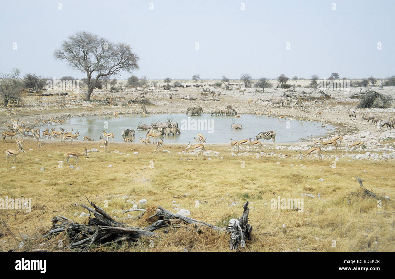 Gioco a Okaukuejo Etosha National Park Namibia MA001709 Foto Stock
