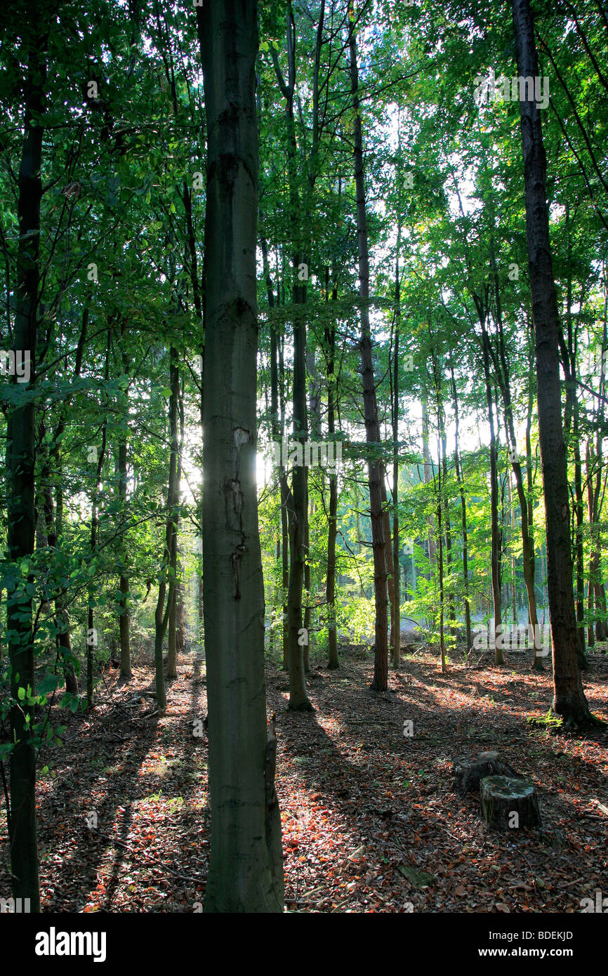 Molla di retroilluminazione alberi da bosco inglese Foresta di Sherwood commissione forestale Nottinghamshire County Inghilterra REGNO UNITO Foto Stock
