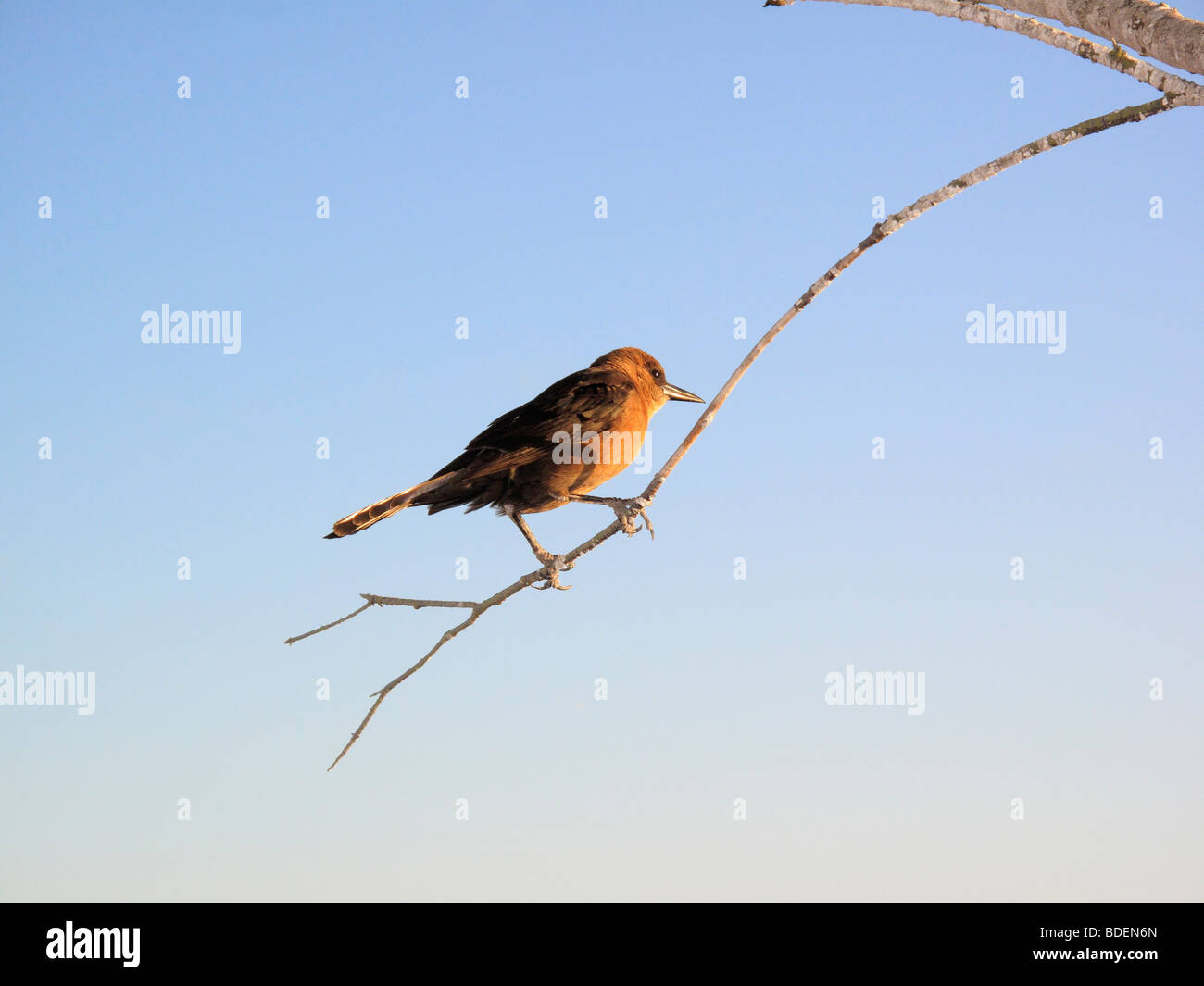 Un Brewer's Blackbird uccello su un ramo in Florida, Stati Uniti d'America Foto Stock