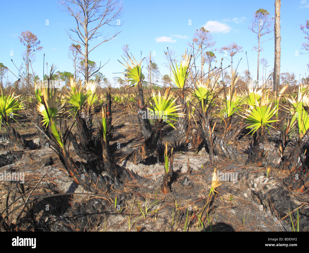 Un prescritto o combustione controllata o di incendio in Florida negli Stati Uniti Foto Stock