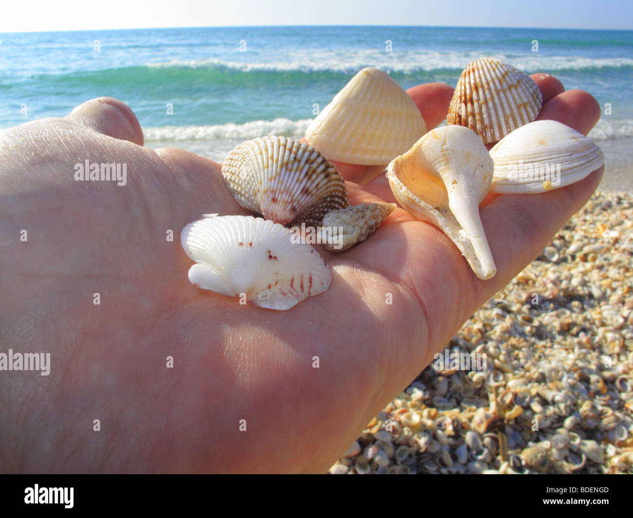 Conchiglie su una spiaggia a Sanibel Island in Florida negli Stati Uniti Foto Stock
